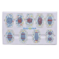 Manequim Anatômico Mitose em 9 Fases - SDORF SCIENTIFIC