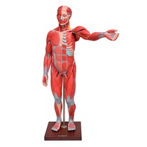 Manequim Anatômico Muscular de 1,70 cm com orgãos Internos em 29 Partes - SDORF SCIENTIFIC