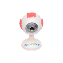 Manequim Anatômico Olho Ampliado 3,5 Vezes o Tamanho Real em 8 partes - SDORF SCIENTIFIC