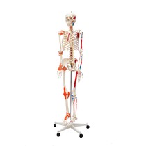 Manequim Esqueleto Humano Padrão de 1.70cm com Articulações Inserções Musculares com Suporte e Rodas - SDORF SCIENTIFIC